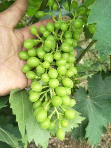 玫瑰葡萄爆料视频播放,揭秘幕后真相，带你走进事件核心